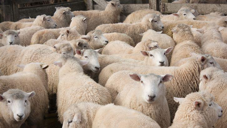 Ovce u toru na Novom Zelandu