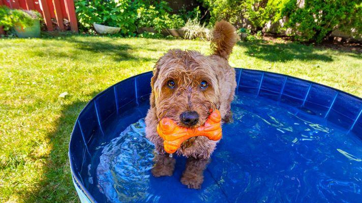 Miniature goldendoodle enjoying a small splash pool on a hot summer day. 