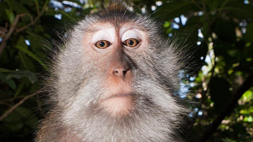 Makaki majmuni