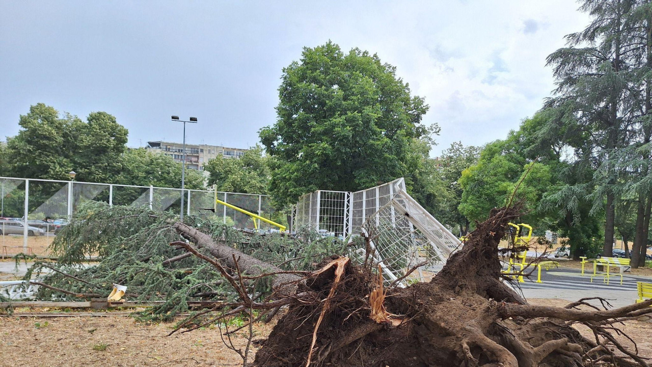 Počupano drveće iz korena u novobeogradskom bloku 70