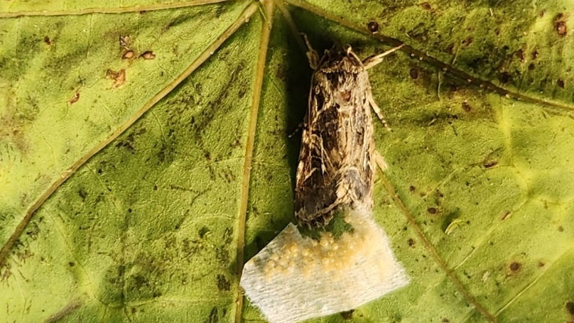 Moljac na listu biljke