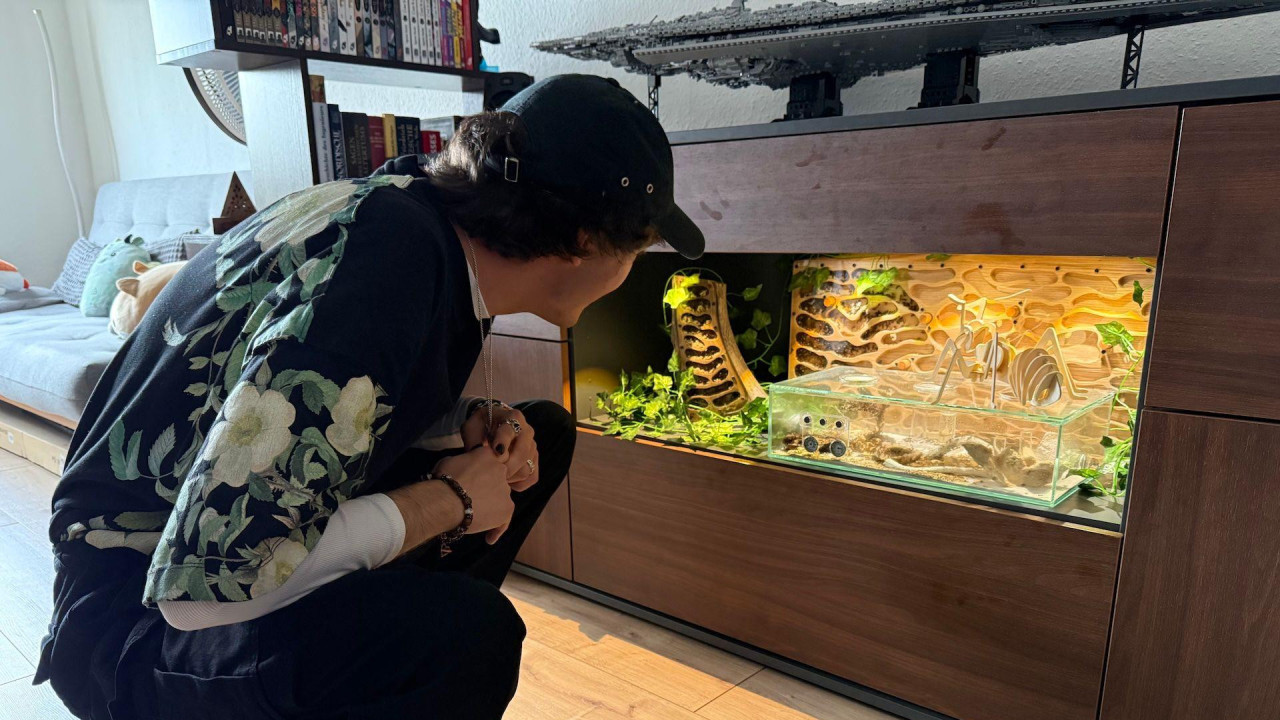 Noina kolonija mrava