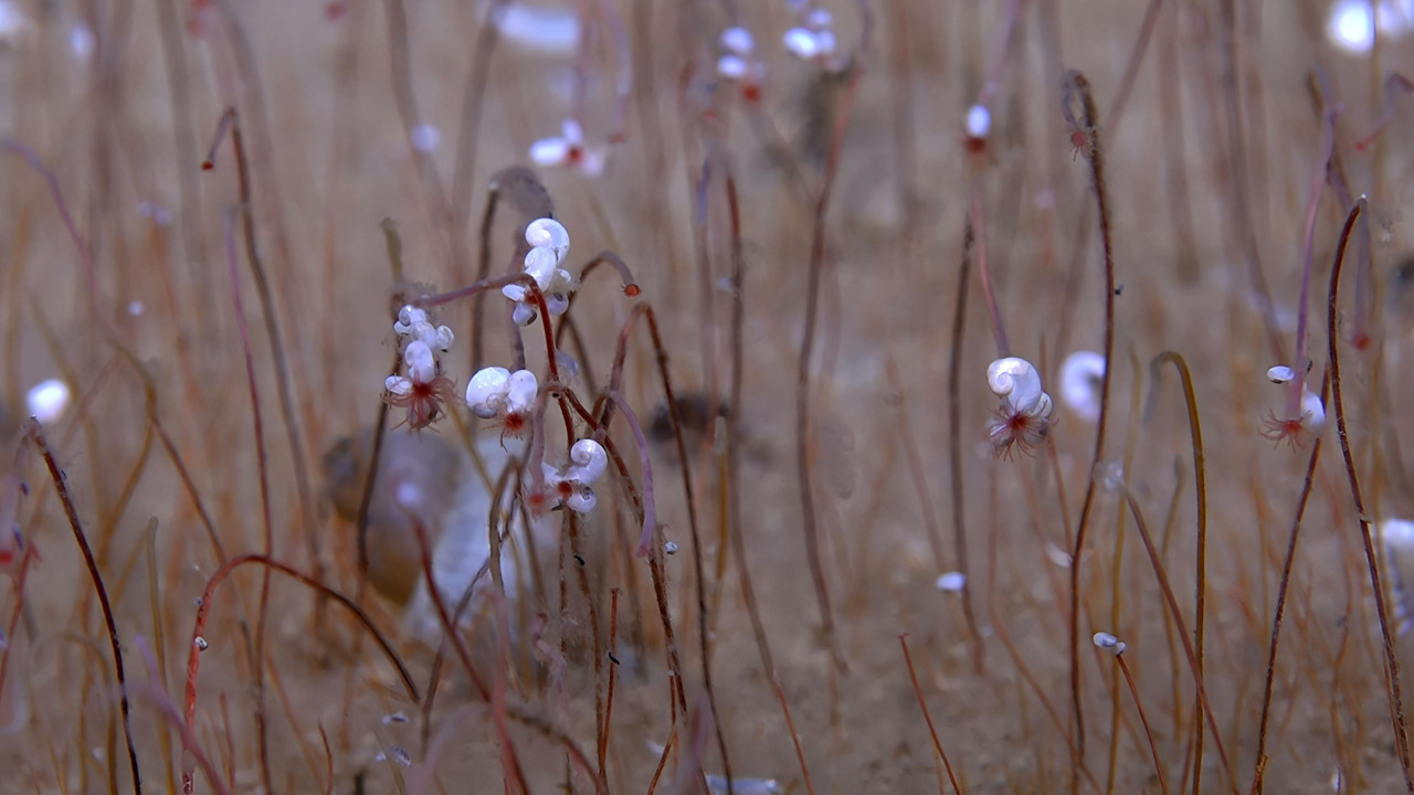 Slika prikazuje krupni plan dugih, tankih, crvenkasto-smeđih cevastih crva koji izlaze sa morskog dna.