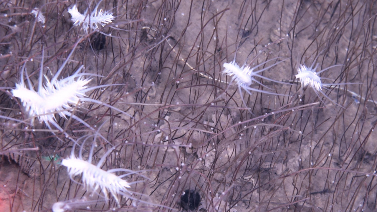 Slika je snimljena na dubini od nekoliko kilometara u dubokom okeanskom rovu. Prikazuje pet belih, bodljikavih stvorenja sličnih škampima kako se kreću kroz ono što izgleda kao crvenkasto-smeđa trava. Kada se bolje pogleda, svaka vlat trave je zapravo cevasti crv koji izranja oko 30 cm iz morskog dna.