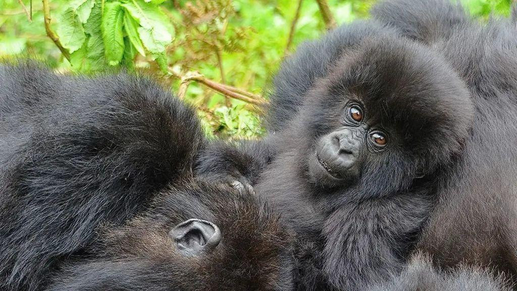 Dve ženke gorile i mladunče