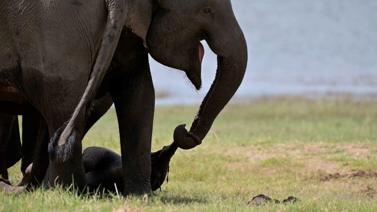 Azijska slonica vuče mrtvo mladunče 