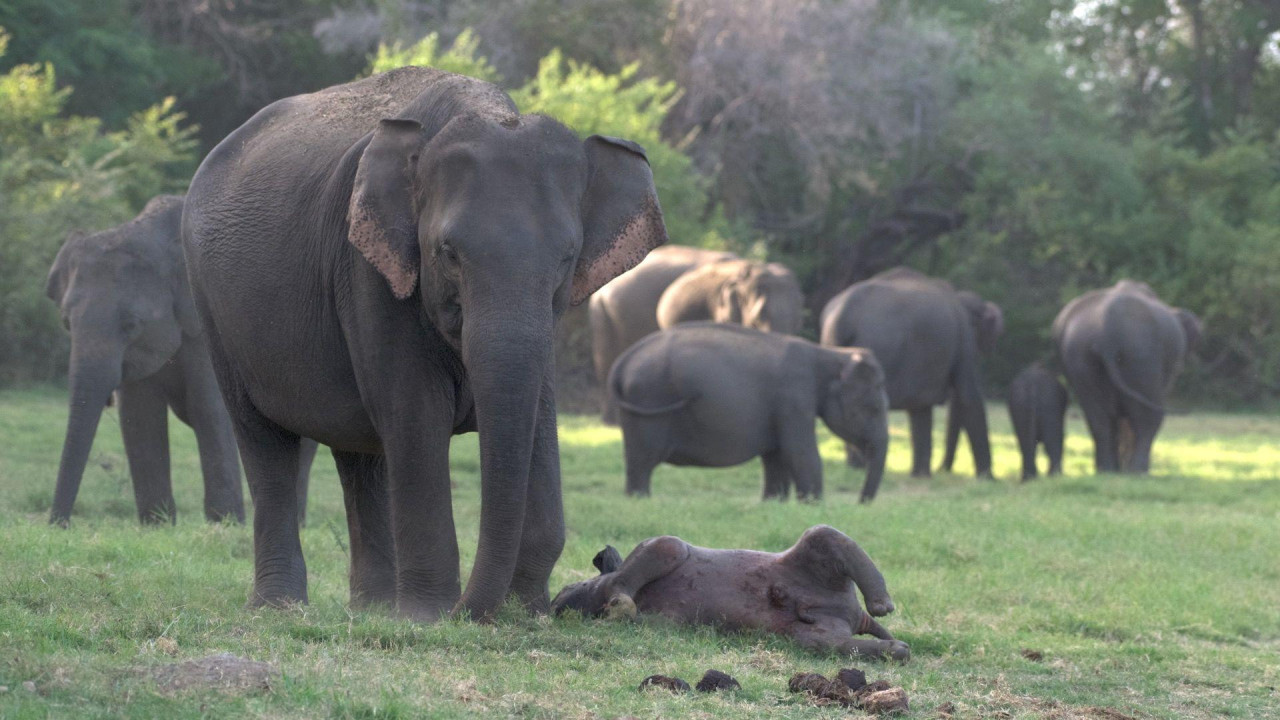 Azijska slonica stoji pored mrtvog mladunčeta 