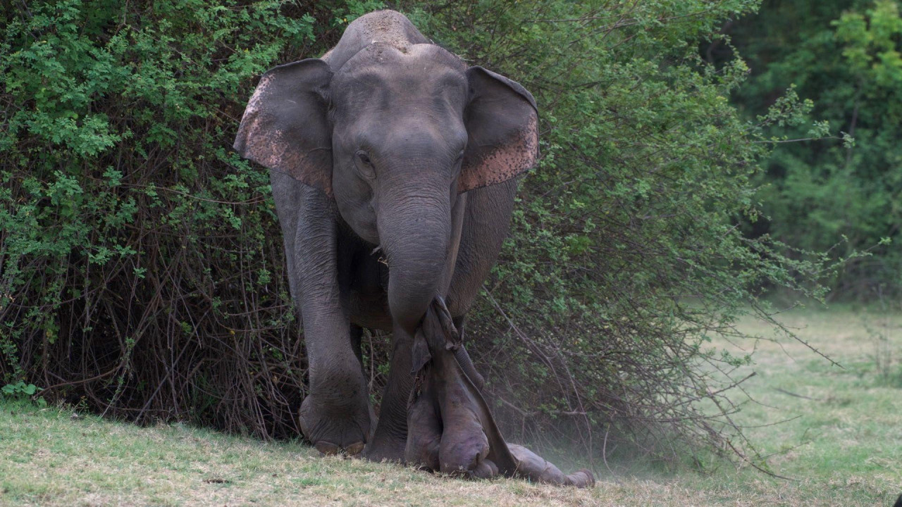 Azijska slonica nos mrtvo mladunče
