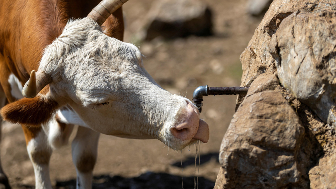 Krava pije sa izvora na Suvoj planini