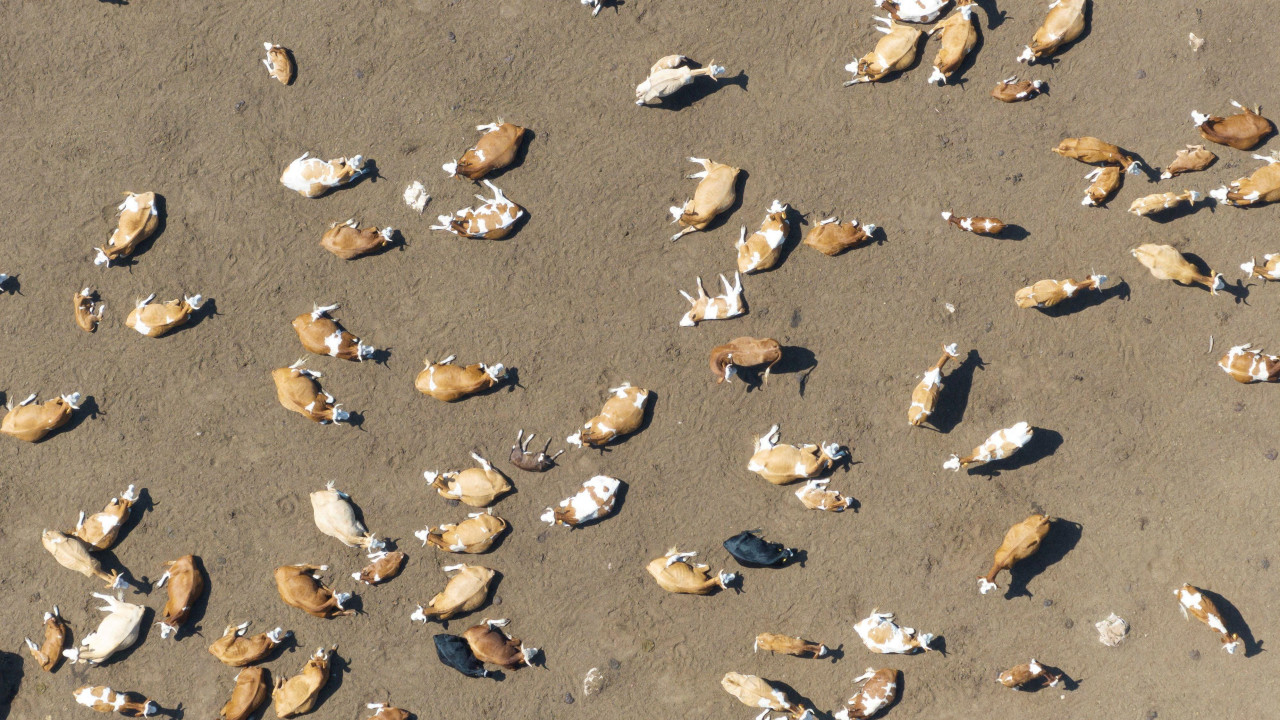 Krave na avgustovskom suncu na Suvoj planini