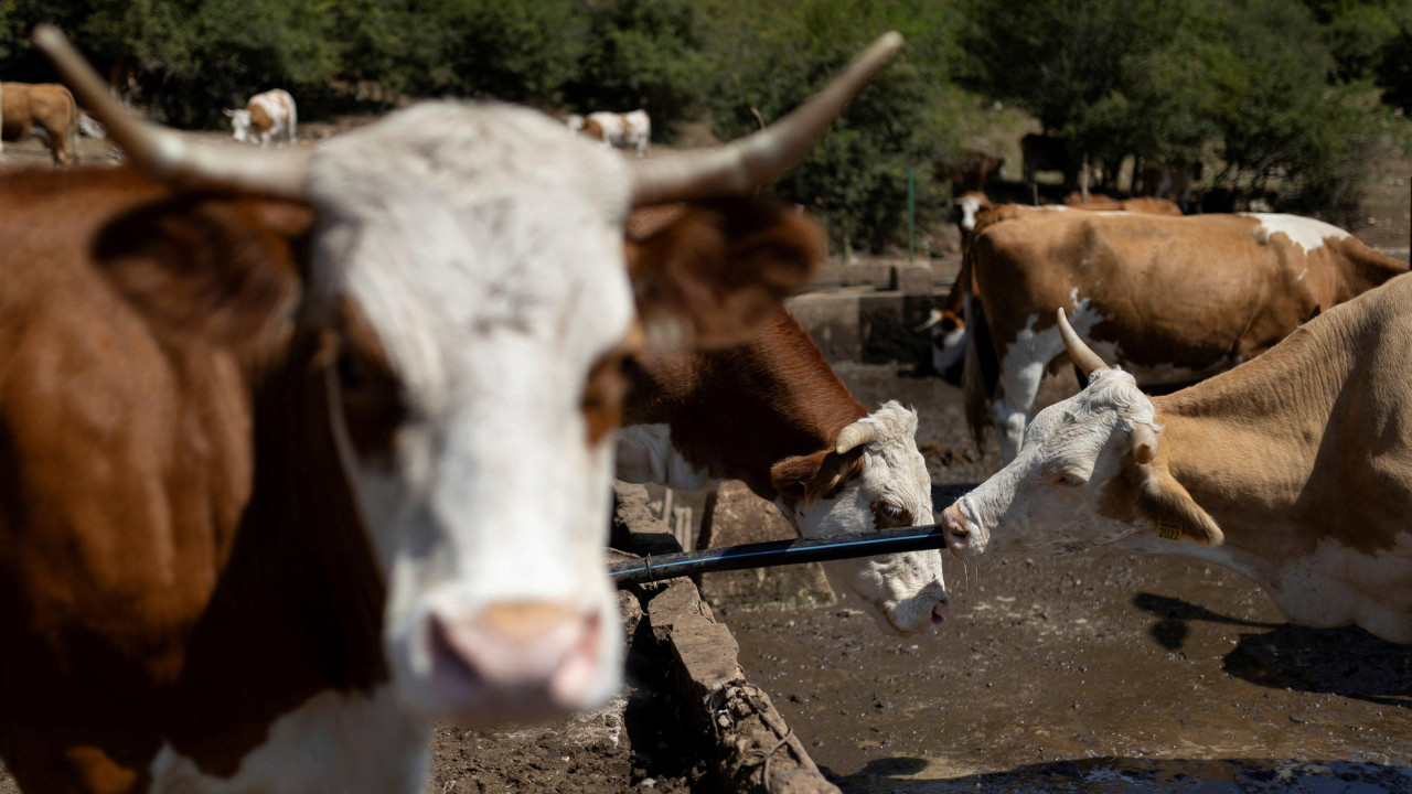 Krave na Suvoj planini