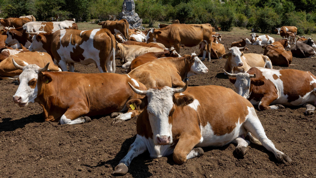 Krdo krava na Suvoj planini