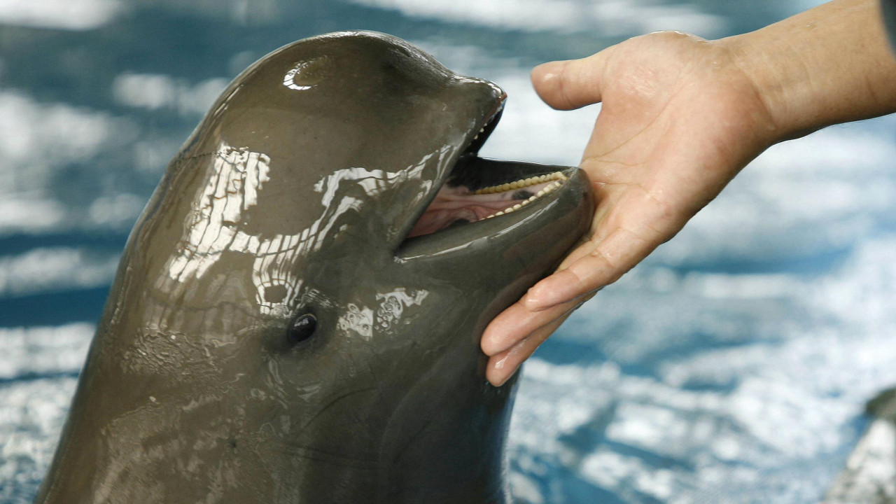 Čuvar se igra sa pliskavicom, koja izgleda kao da se smeši dok joj drži ruku ispod brade.