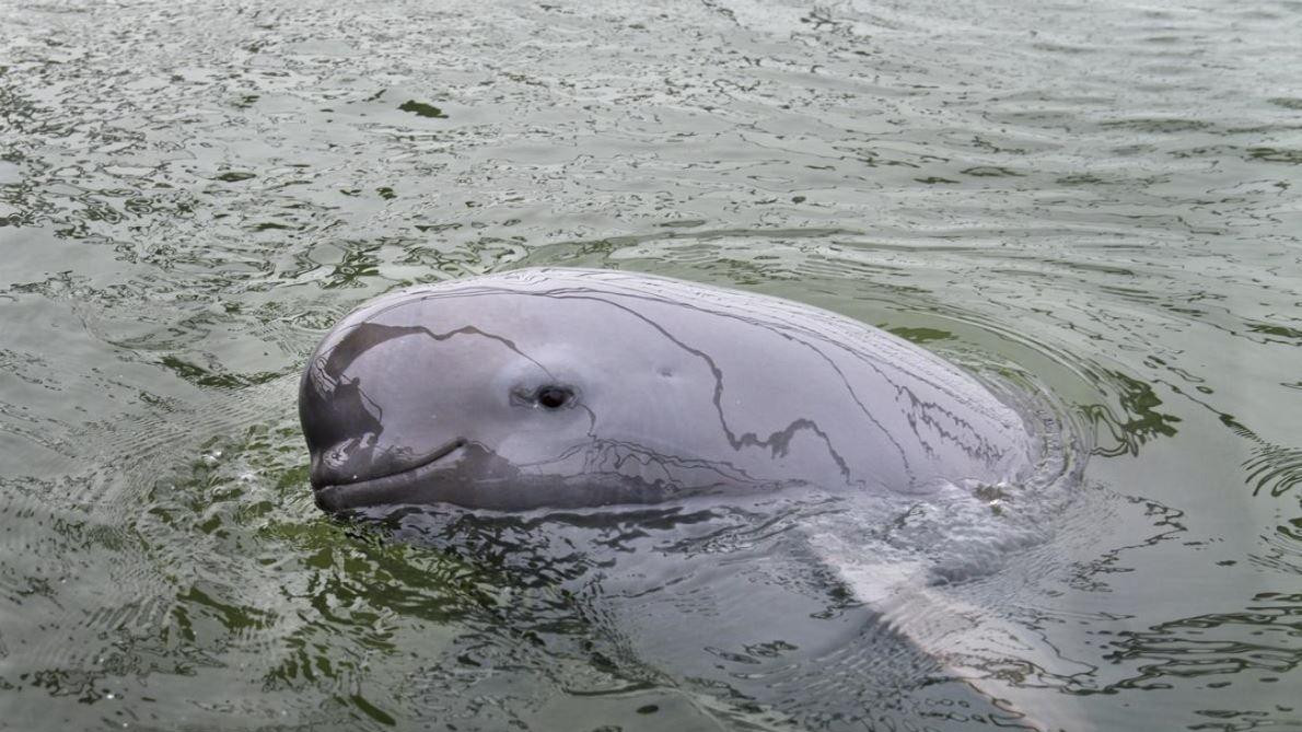 Jangceanska rečna svinja bez peraja izbacila glavu iznad vode