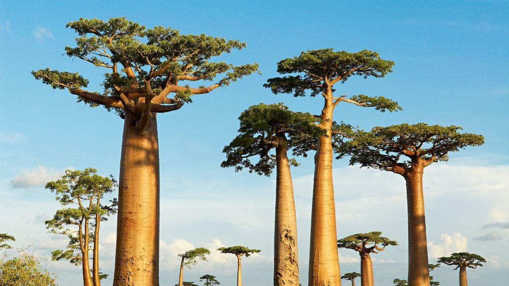 Baobaba drveće