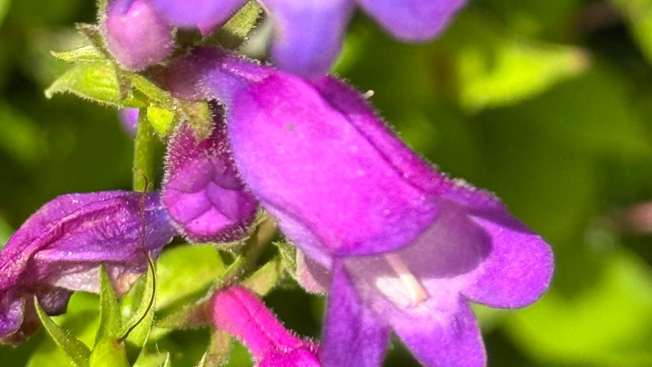 Cvet koji je Tom otkrio u Meksiku 1999. godine zvanično je nazvan Penstemon Krekino zadovoljstvo 2005. godine