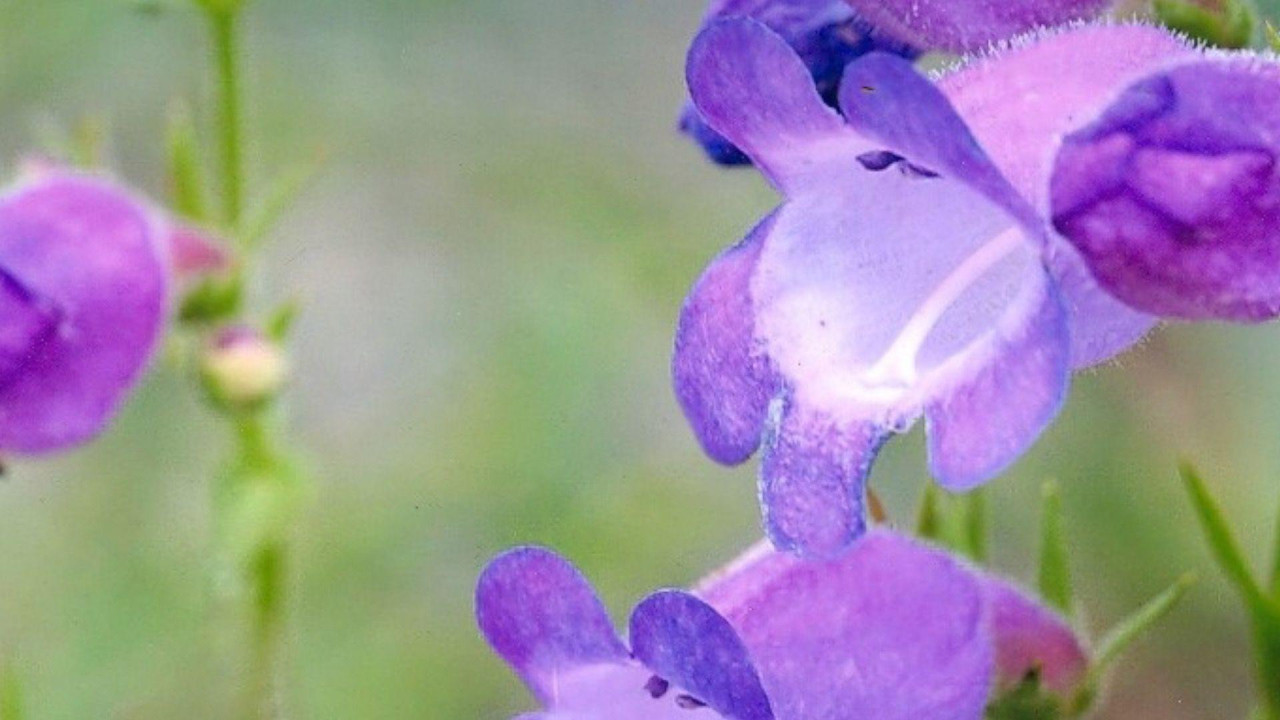 Cvet koji je Tom otkrio u Meksiku 1999. godine zvanično je nazvan Penstemon Kraksova naslada 2005. godine.