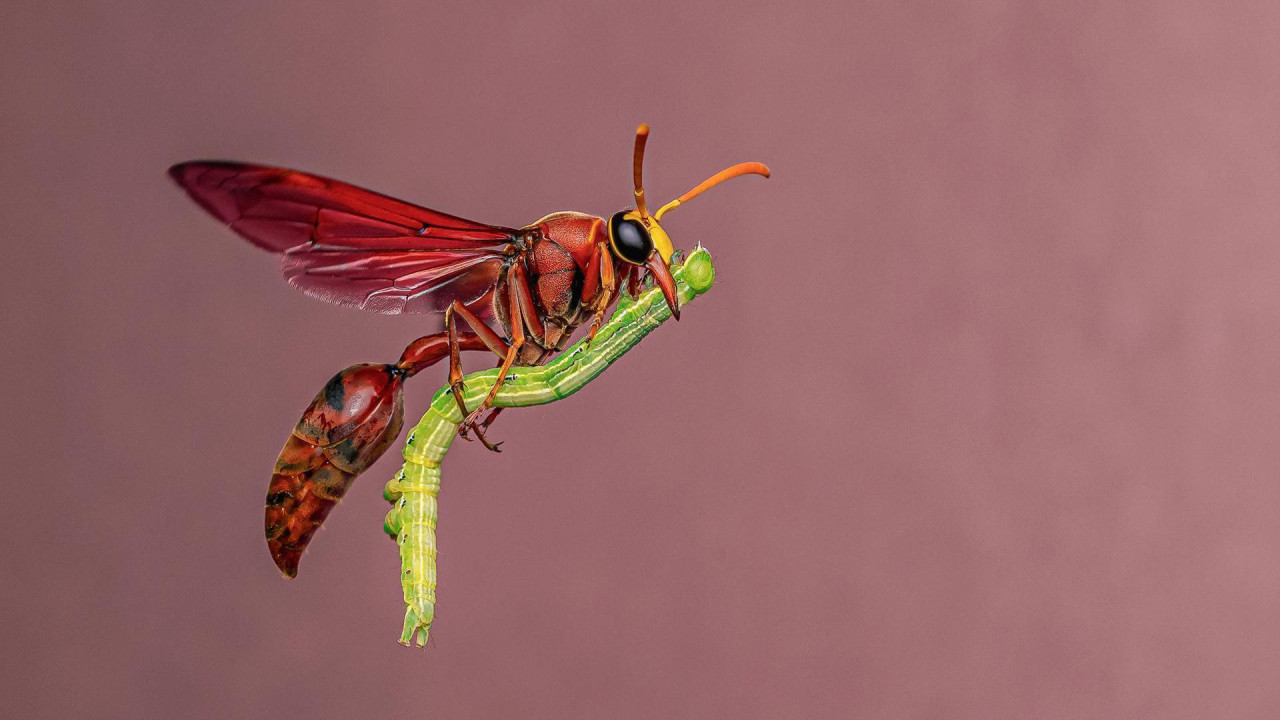 Crvena osa izgleda gotovo zamrznuto, ali je zapravo u letu, drži zelenu gusenicu ispod tela. Pozadina je nežno ružičasto/ljubičasta mutna boja, koja skreće pažnju na crvena krila i plen insekta. 