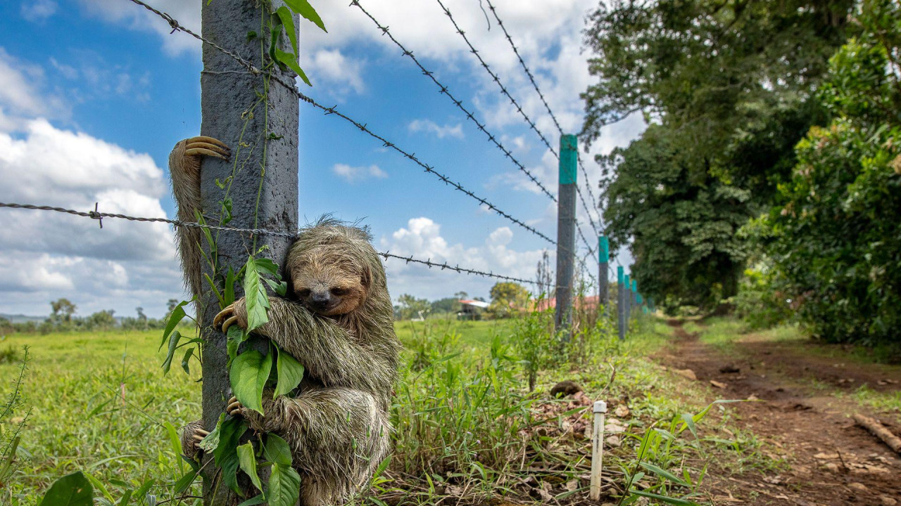 Smeđegrli troprsti lenjivac se drži za stub ograde od bodljikave žice. Lenjivac se kandžama drži za betonski stub. U pozadini levo je bujno zeleno polje, a desno je zemljani put sa nekoliko drveća poređanih duž strane. 