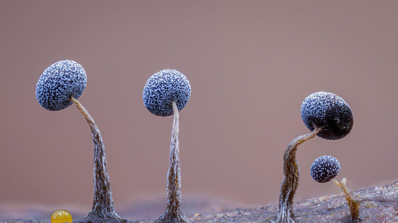 Sićušne, kuglaste sluzave gljive na palom drvetu, prekrivenim mahovinom. Među njima je i žuto jaje insekta.