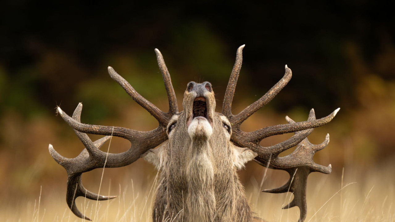 Jelen stoji u travi, glave podignute do sredine, rogovi su mu potpuno odrasli.
