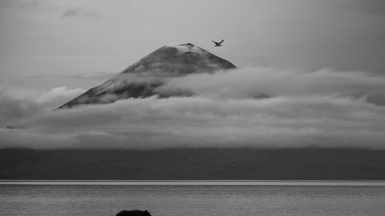 Mrki medved šeta obalom jezera. Vulkan Iljinski se vidi u daljini