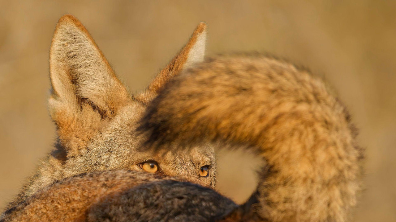 Krupni plan oka mužjaka kojota, uokvirenog dugim crnim vrhom repa