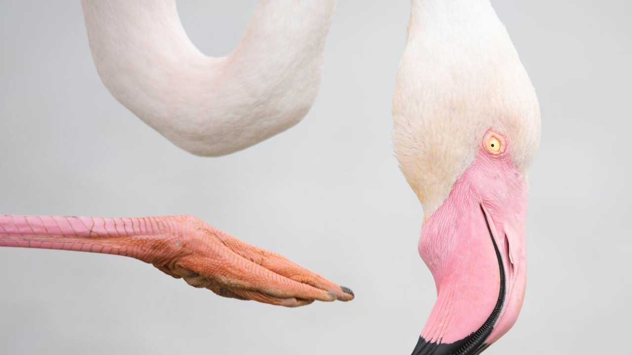 Veliki flamingo balansira pokušavajući da se češe po glavi. Njegov zakrivljeni vrat, stopalo i ružičasto perje su sve što možete videti na ovoj slici.