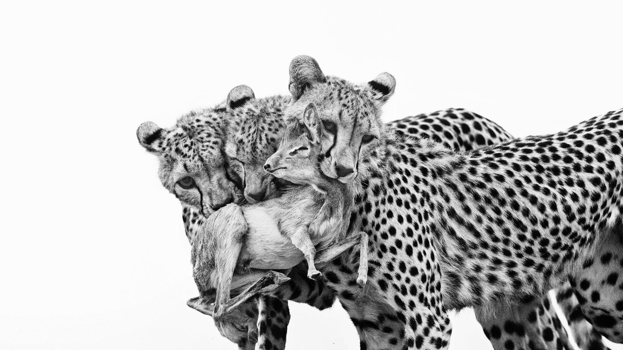 Crno-bela slika tri mlada geparda