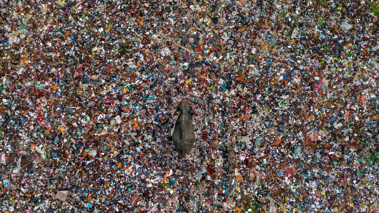 Azijski slon hoda kroz gomile smeća na deponiji u Šri Lanki.
