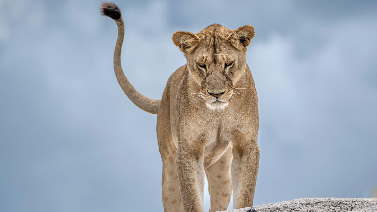 Susret lava sa kobrom na steni
