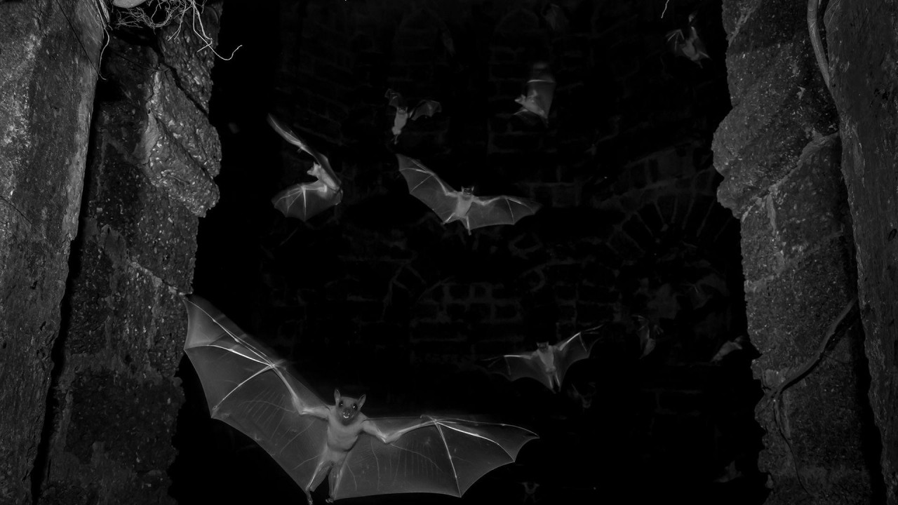 Više voćnih slepih miševa izleće iz zamračene, porušene zgrade, raširenih krila.  