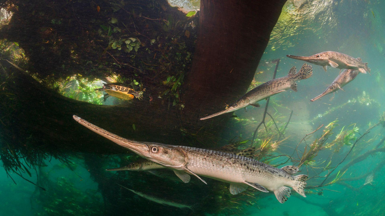 Velika ženka dugonose ribice klizi ispod površine bistre reke, okružena manjim, vitkim mužjacima. Ribe imaju srebrnaste krljušti. U blizini, u vodi punoj biljaka, vidi se kornjača.