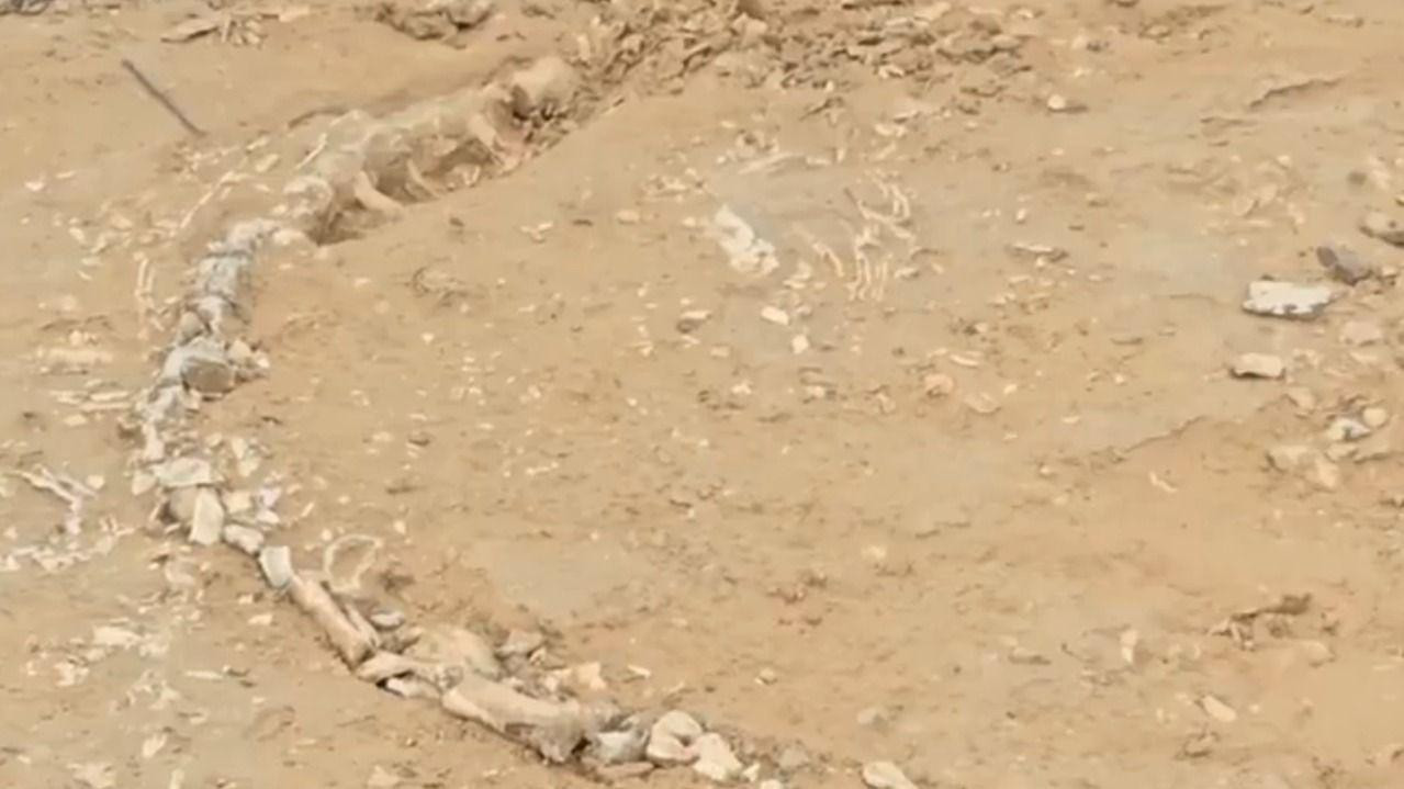 skelet životinjeiz praistorije, kosti na pesku u indijskom selu