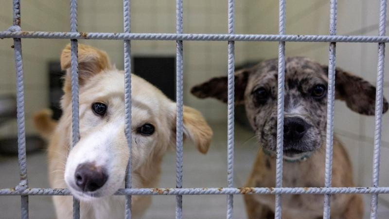 psi u prihvatilištu 