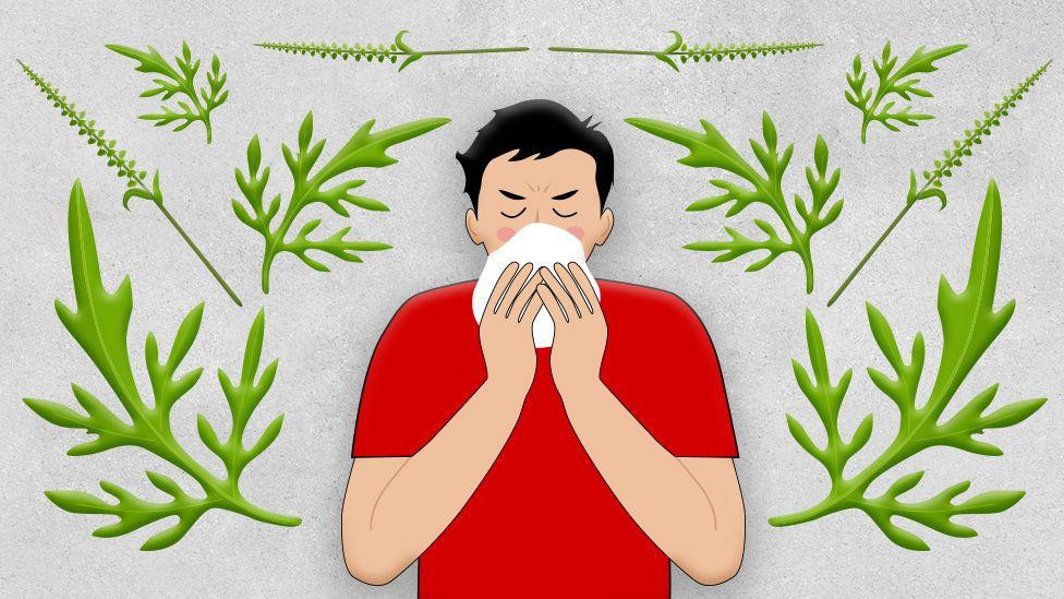 ilustracija alergije na ambroziju - muškarac u crvenoj majici duva nos a oko njega je nacrtano lišće ambrozije