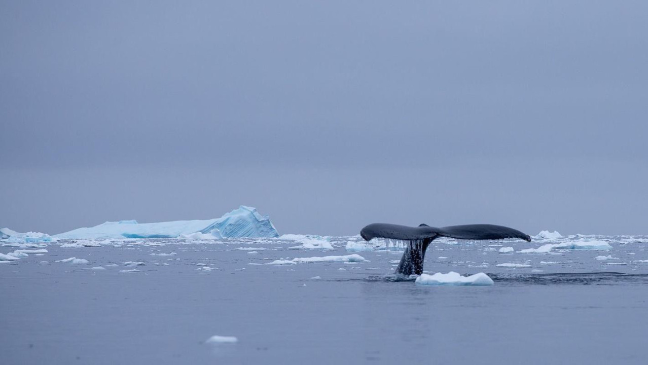 
                    The fluke, or tail, of a humpback whale drips with water as the animal dives in the icy sea of the Antarctic Peninsula. The water is calm and the surface is peppered with