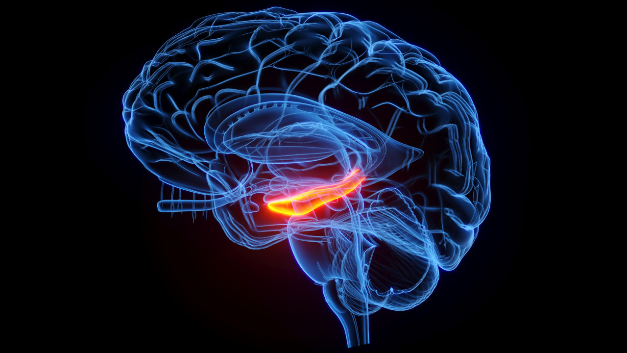 ilustracija ljudskog mozga, ljudski mozak