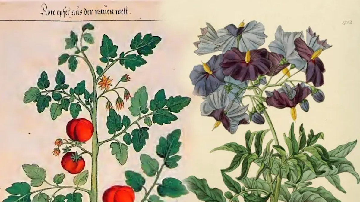 Ilustracija biljke Solanum licopersicum pored biljke Solanum etuberosum