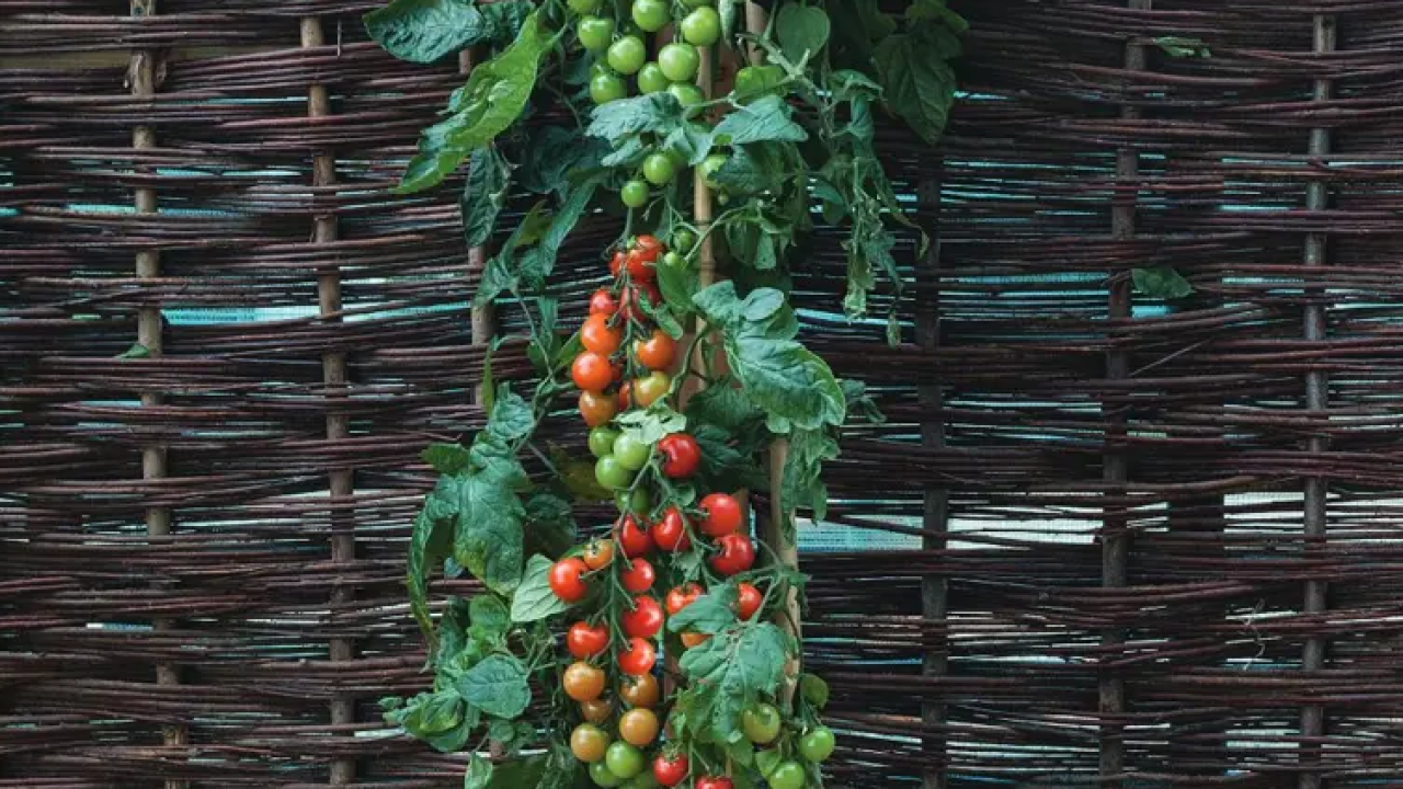 Dugačka biljka TomTato poduprta štapom, sa plodovima paradajza iznad zemlje i krtolama krompira ispod