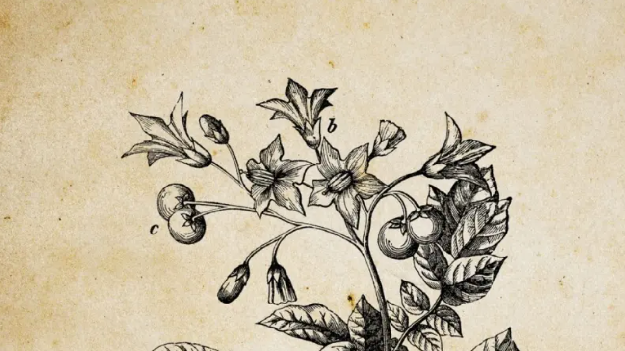 Ilustracija biljke Solanum tuberosum (krompir) sa malim plodovima sličnim paradajzu