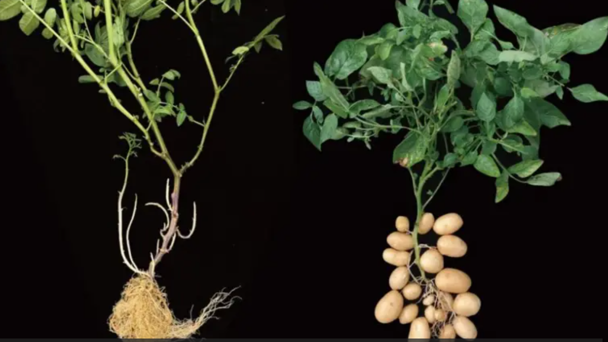 Fotografija biljaka eruberosum i tuberozum jedna pored druge