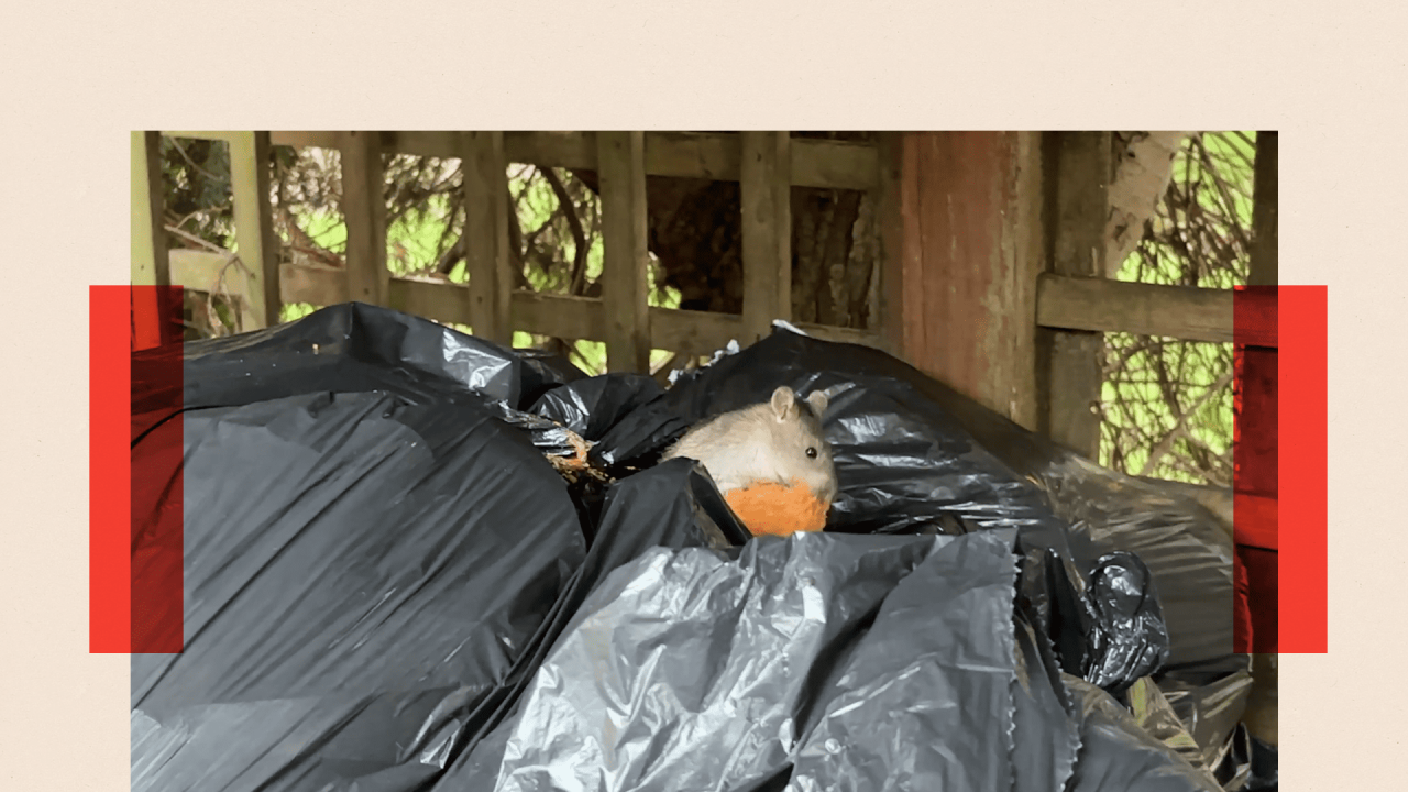 Pacov između kesa za đubre