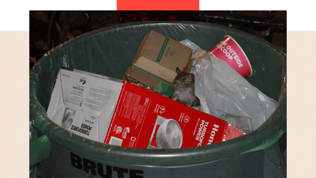 Pacov u kanti za smeće