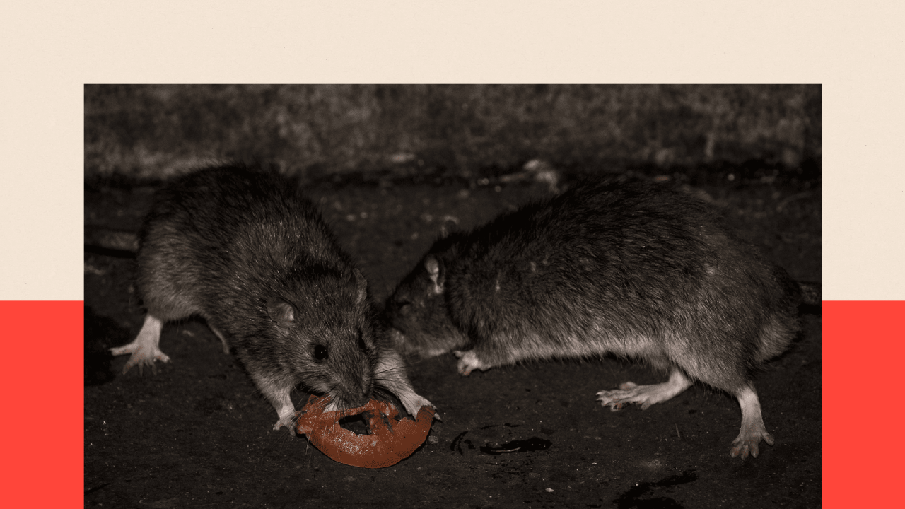 Dva pacova jedu paradajz