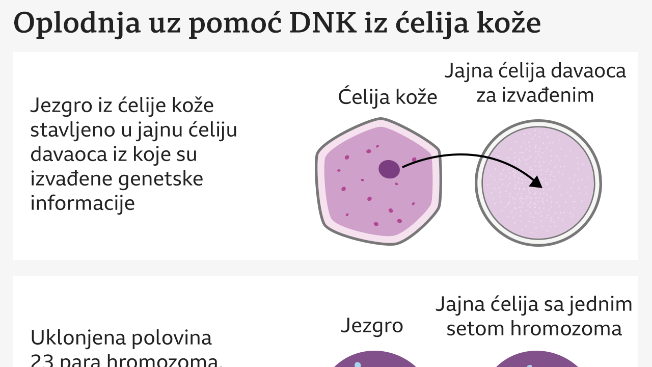 Grafika koja objašnjava različite faze oplodnje korišćenjem ćelija kože