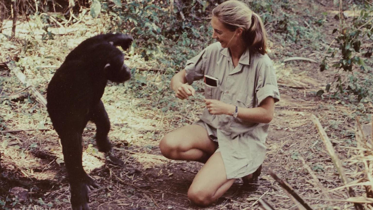 Džejn Gudal sa šimpanzom 