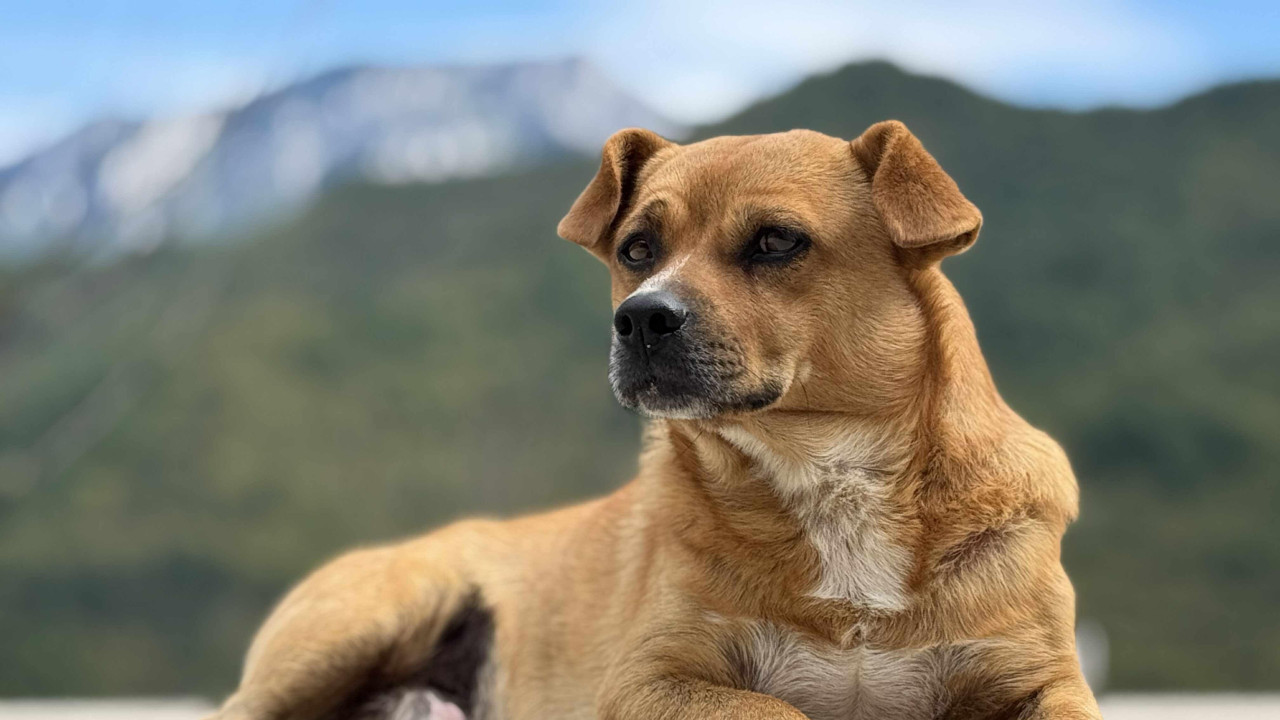 Pas Don je sopstvenim strahom pomogao vlasnicima da ostanu budni i sačuvaju se tokom kobne noći
