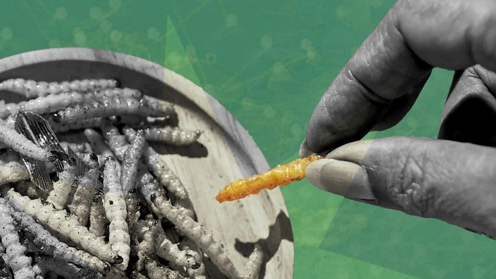 ilustracija - ruka uzima jednog insekta iz činije pune insekata