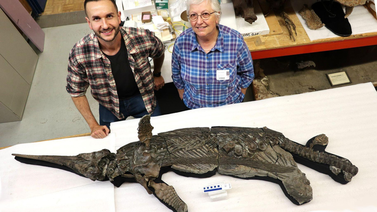 Two ichthyosaur experts stand behind a two metre long skeleton of an ichthyosaur.